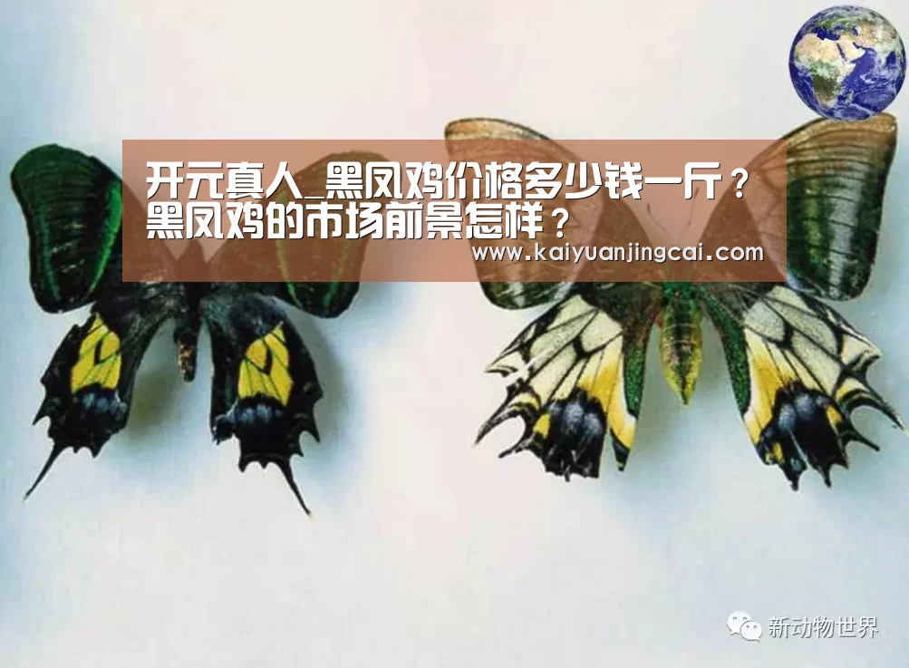 开元真人_黑凤鸡价格多少钱一斤?黑凤鸡的市场前景怎样?(图1) 开元登录